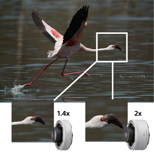 Sony FE 200-600mm F5.6-6.3 G OSS (SEL200600G) | Chính Hãng - Ảnh 8