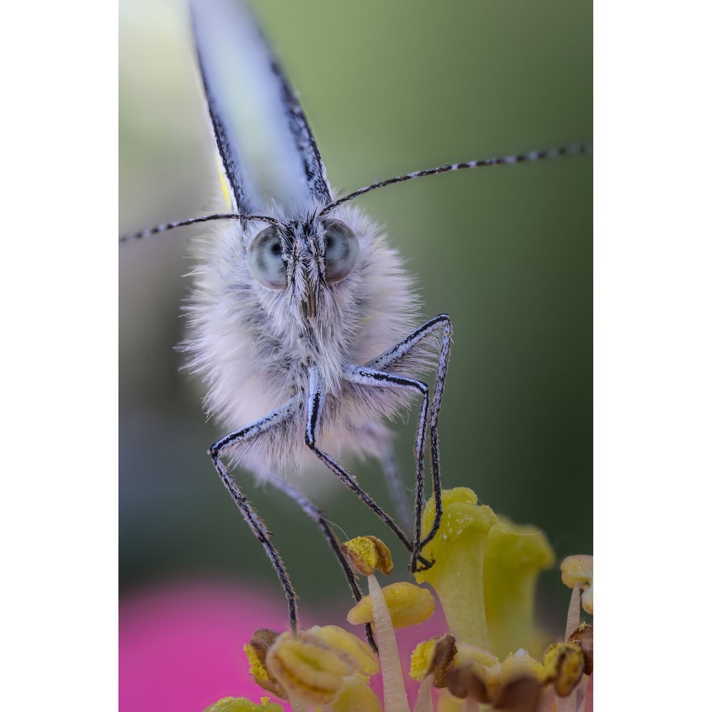 Ống kính Laowa 100mm f2.8 2X Ultra Macro APO - Chính hãng - Ảnh 6
