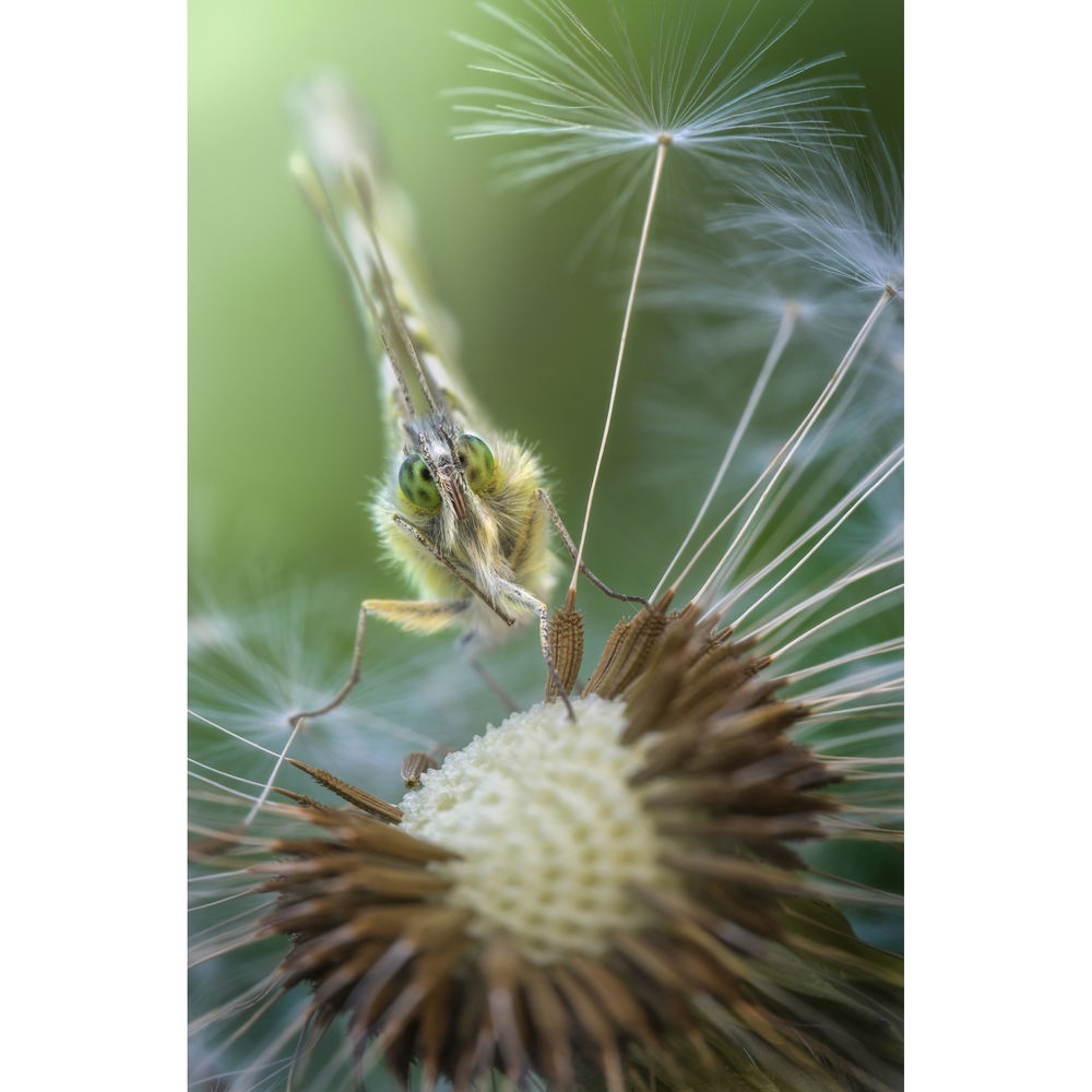 Ống kính Laowa 100mm f2.8 2X Ultra Macro APO - Chính hãng - Ảnh 5