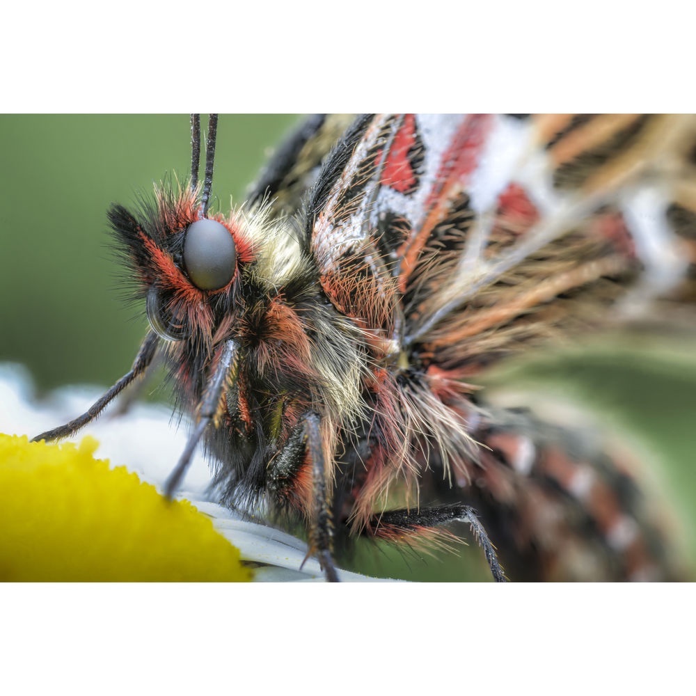 Ống kính Laowa 100mm f2.8 2X Ultra Macro APO - Chính hãng - Ảnh 4