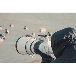 Canon RF 800mm F5.6 L IS USM | Chính Hãng - Ảnh 5