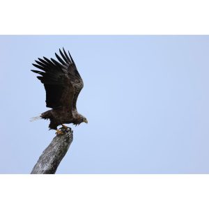 Canon RF 100-400mm F5.6-8 IS USM | Chính Hãng - Ảnh 11
