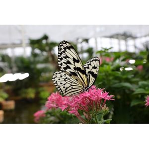 Canon RF 15-30mm F4.5-6.3 IS STM | Chính Hãng - Ảnh 7