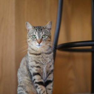 Canon RF 50mm F1.2 L USM | Chính Hãng - Ảnh 9