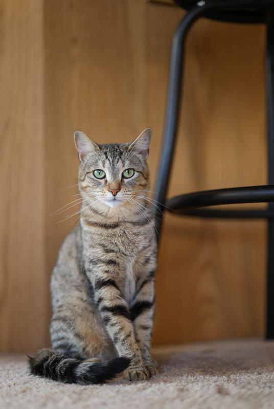 Canon RF 50mm F1.2 L USM | Chính Hãng - Ảnh 9