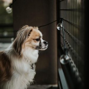 Canon RF 50mm F1.2 L USM | Chính Hãng - Ảnh 10