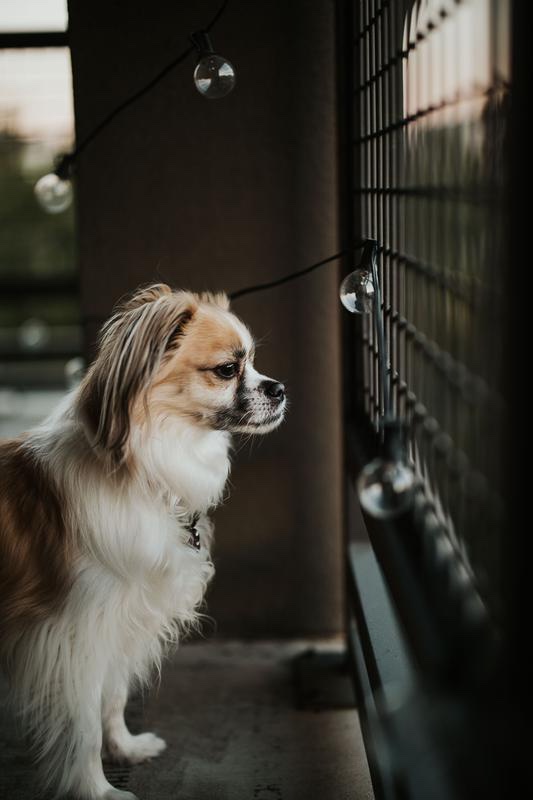 Canon RF 50mm F1.2 L USM | Chính Hãng - Ảnh 10