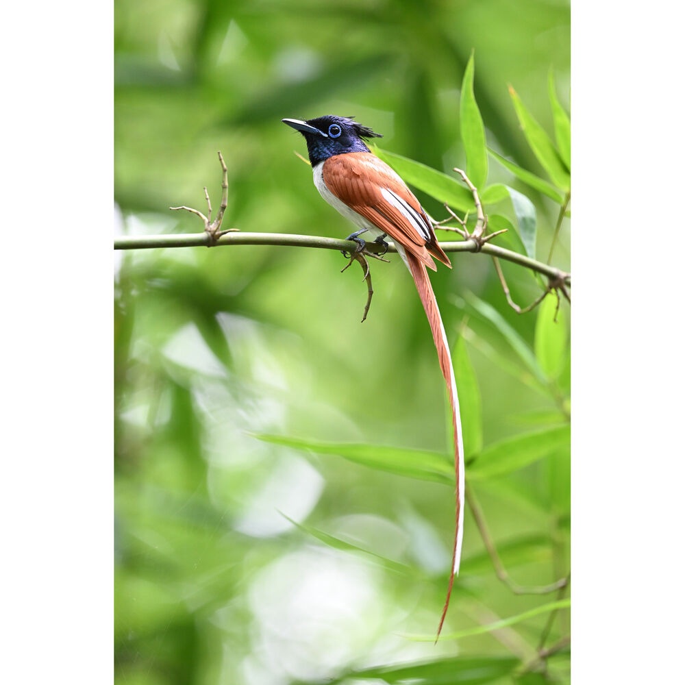 Ống kính NIKKOR Z 600mm f/6.3 VR S | Chính hãng - Ảnh 2