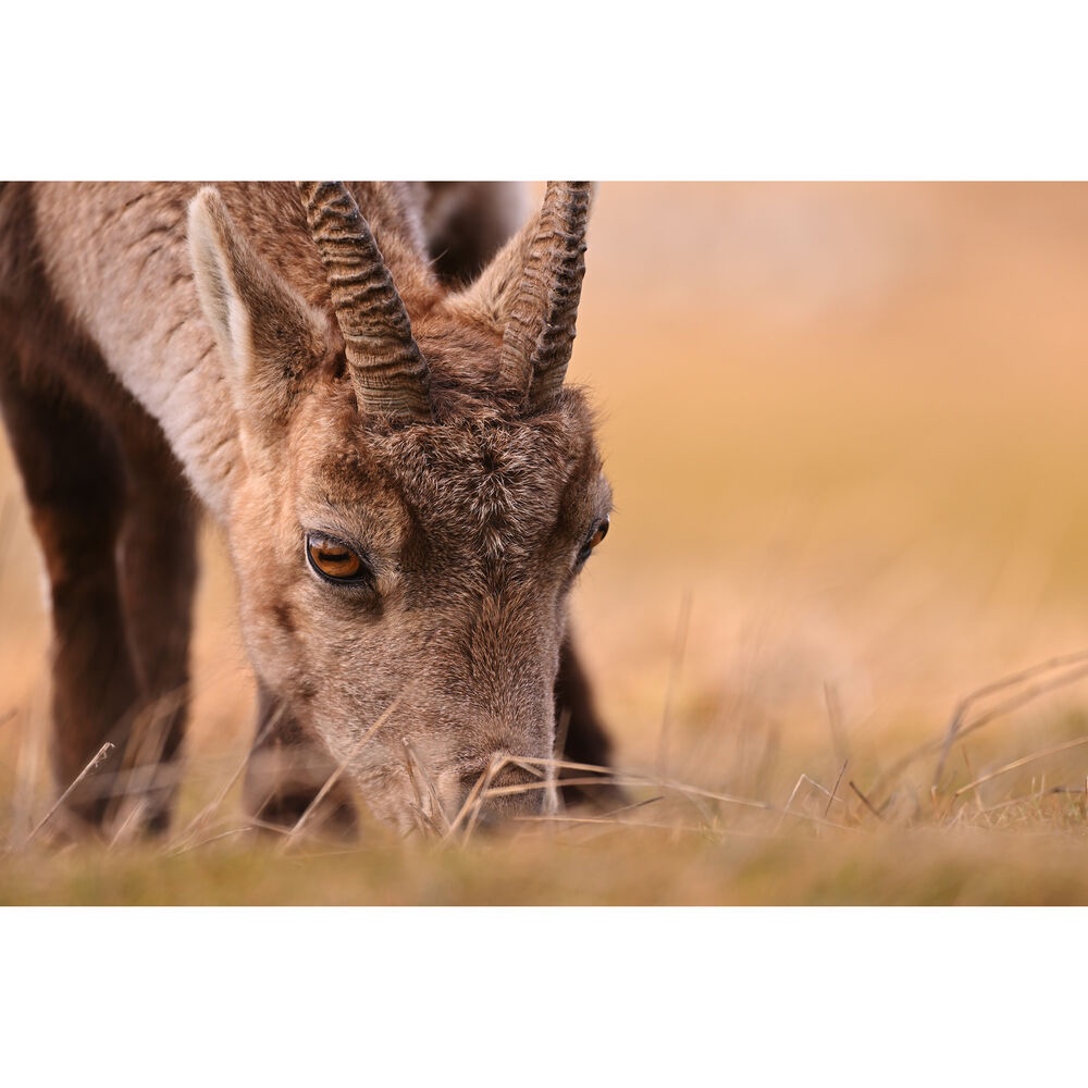 Ống kính NIKKOR Z 180-600mm f/5.6-6.3 VR | Chính hãng - Ảnh 3